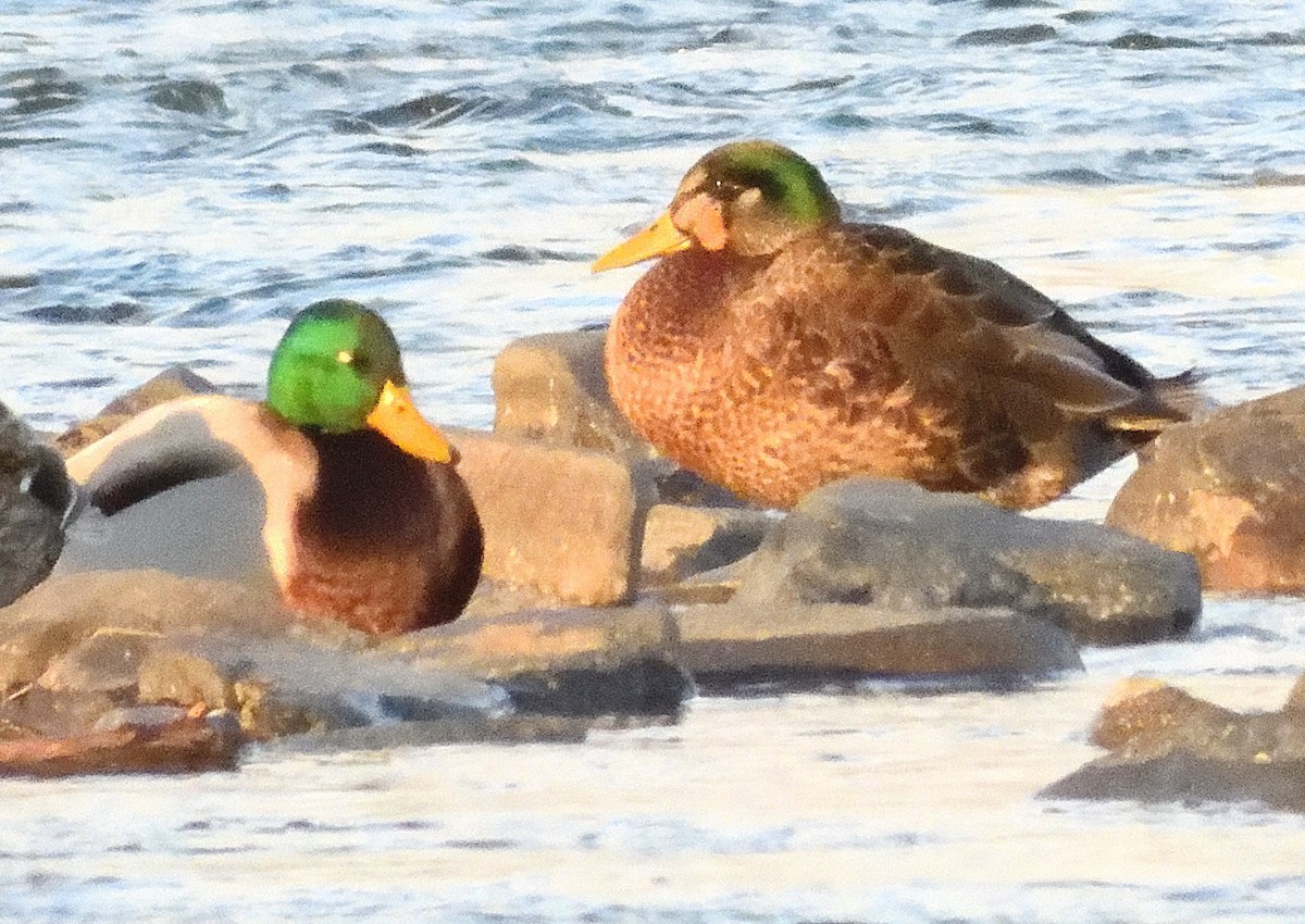 Mallard x American Black Duck (hybrid) - ML627756724