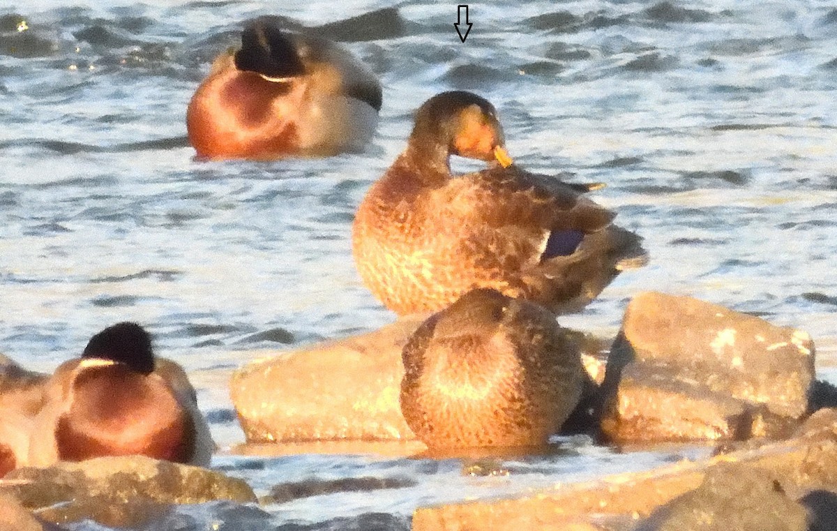 Mallard x American Black Duck (hybrid) - ML627756728