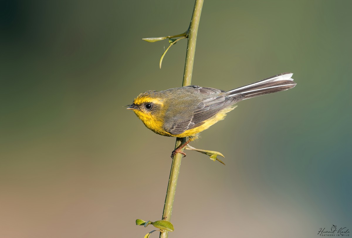 Yellow-bellied Fairy-Fantail - ML627756736