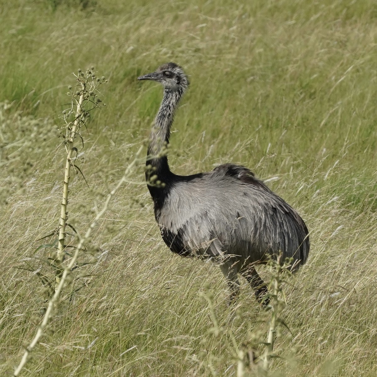 Greater Rhea - ML627756742