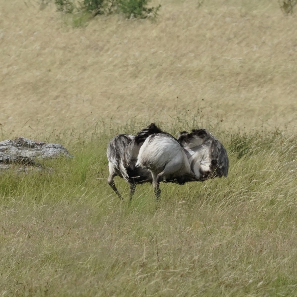 Greater Rhea - ML627756743