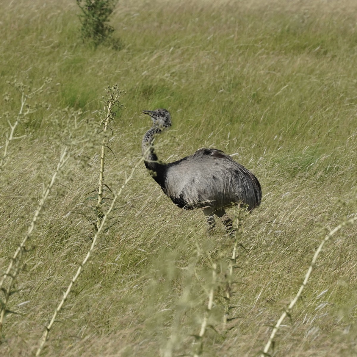 Greater Rhea - ML627756746