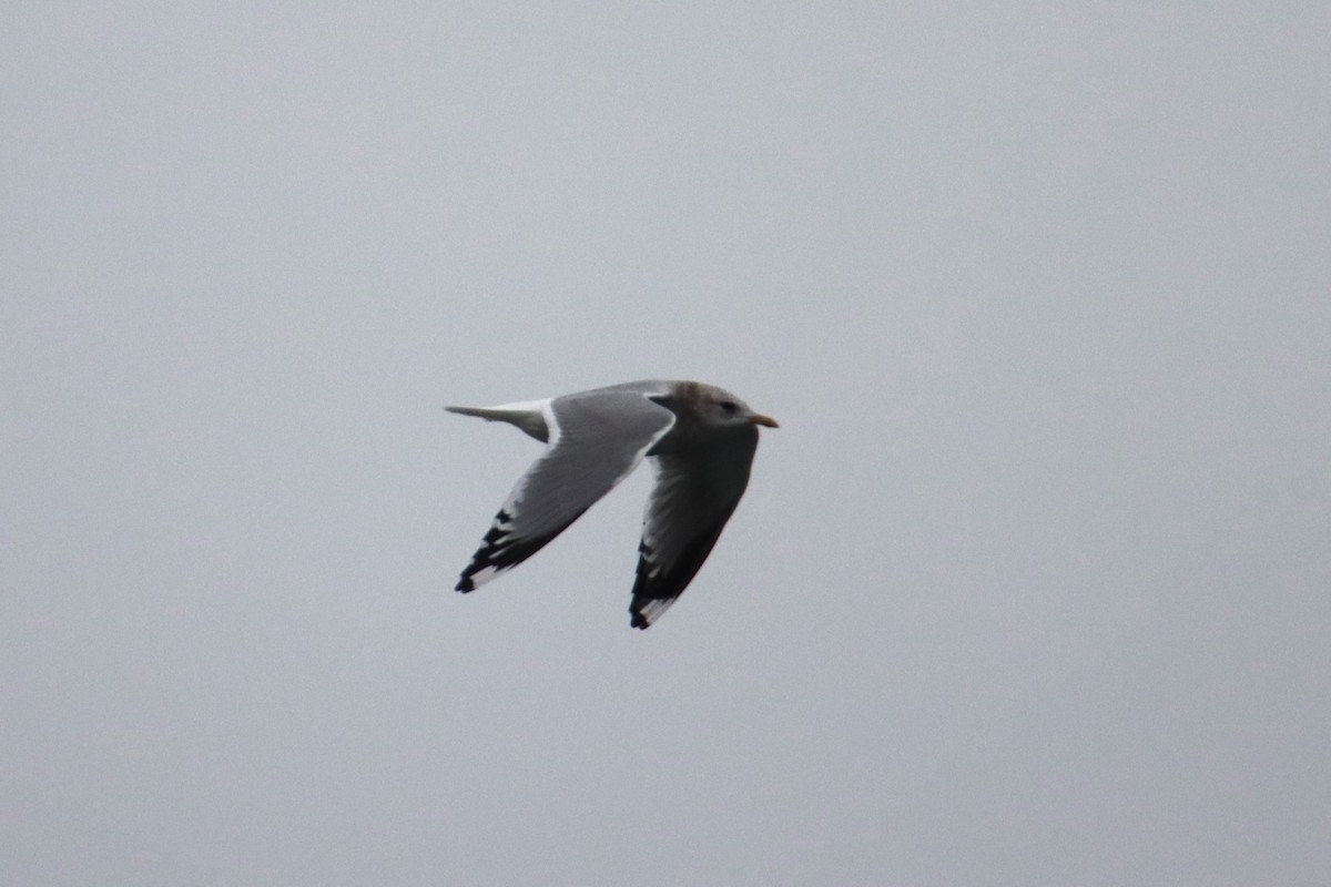 Short-billed Gull - ML627756775