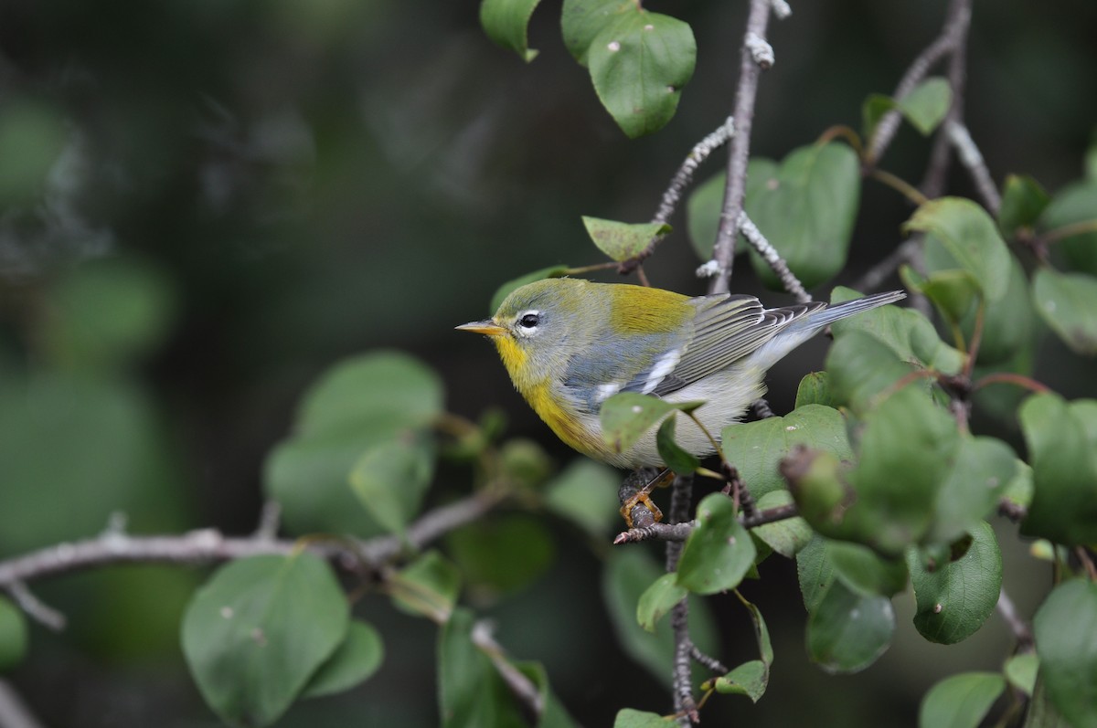 Northern Parula - ML627756783