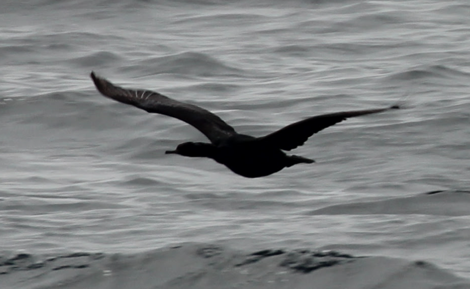 Pelagic Cormorant - ML627756848