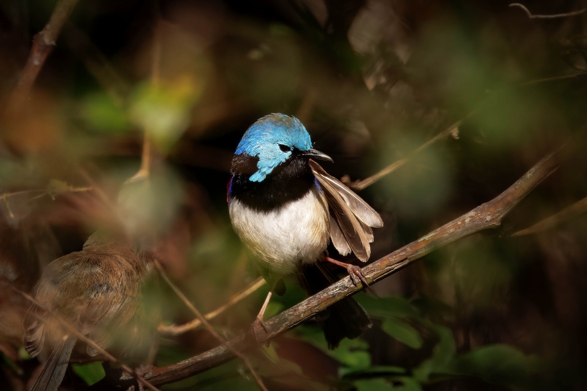 Variegated Fairywren - ML627756874