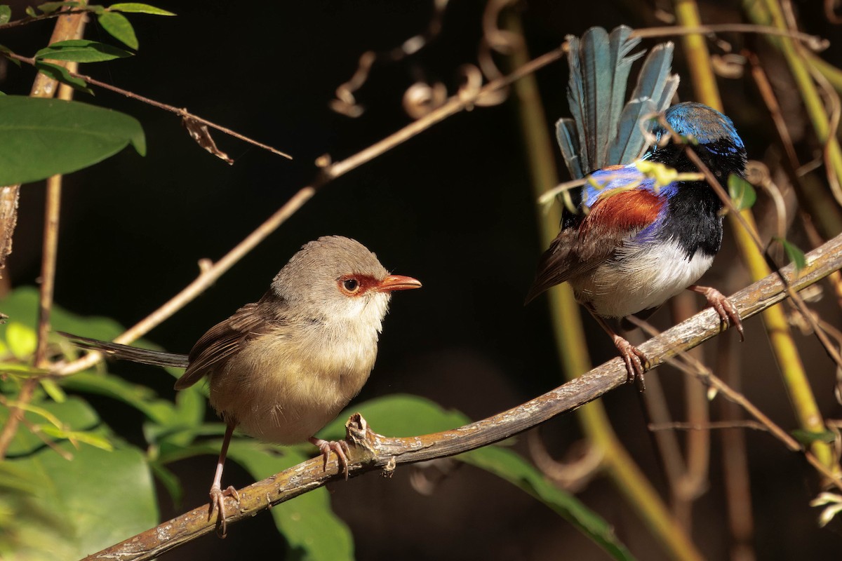 Variegated Fairywren - ML627756875