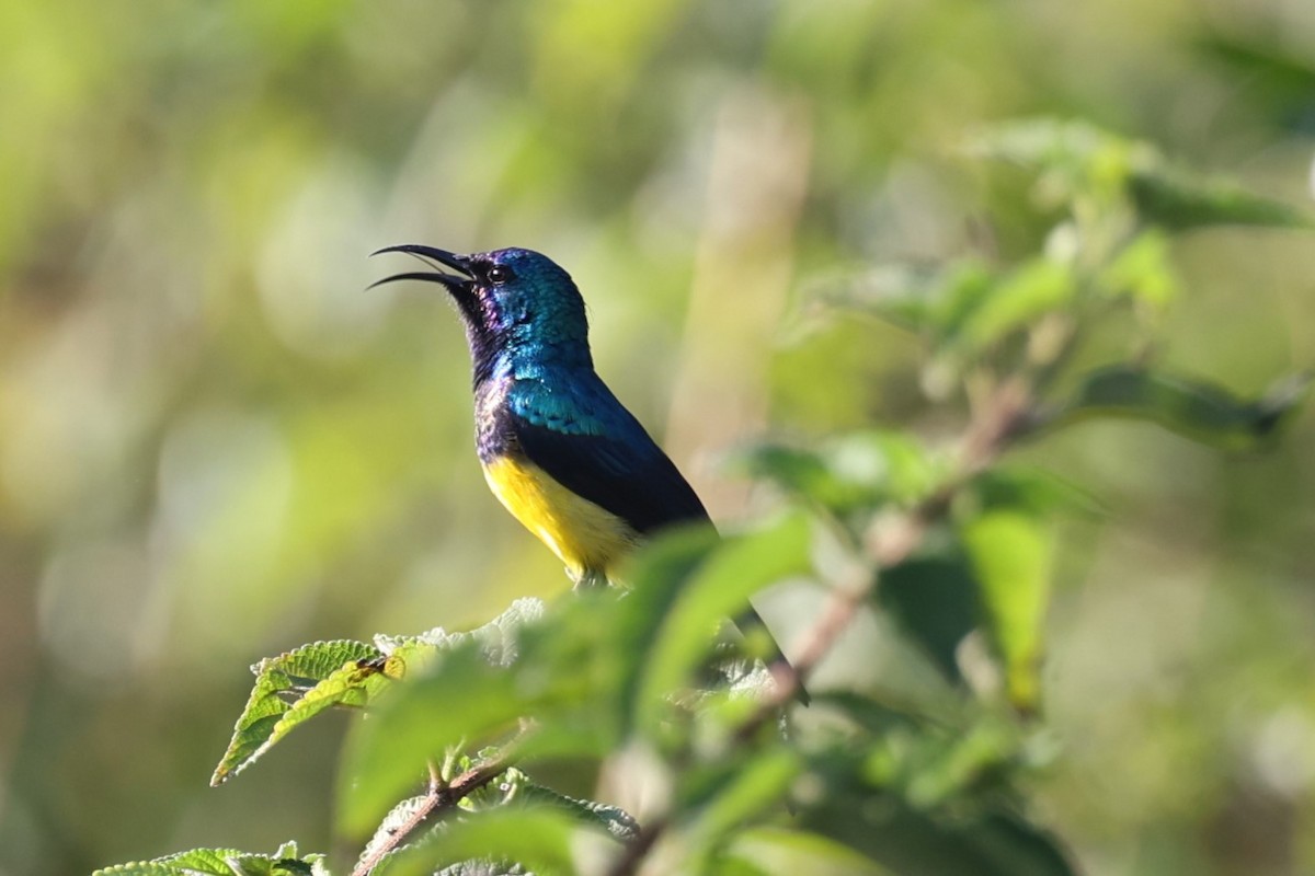 Variable Sunbird - ML627756893