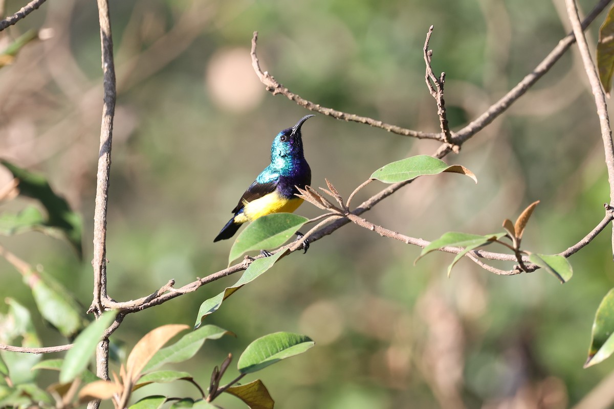 Variable Sunbird - ML627756894