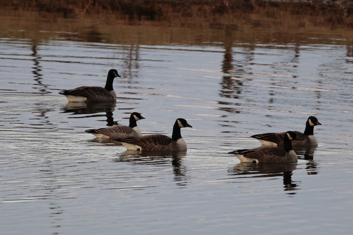 Cackling Goose - ML627756969