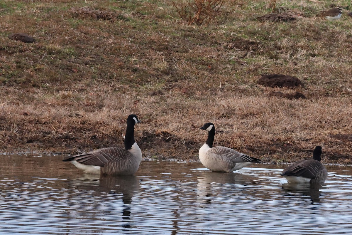 Cackling Goose - ML627756971