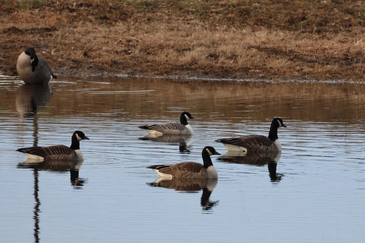 Cackling Goose - ML627756972