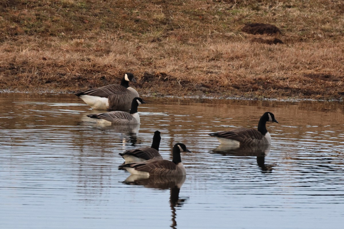 Cackling Goose - ML627756974