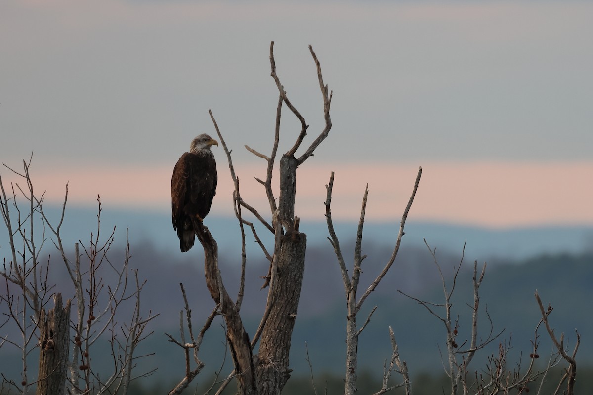 Bald Eagle - ML627756982