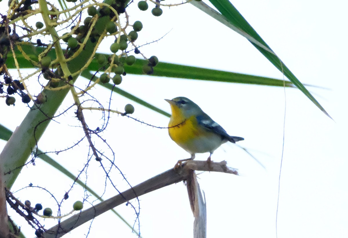 Northern Parula - ML627756987