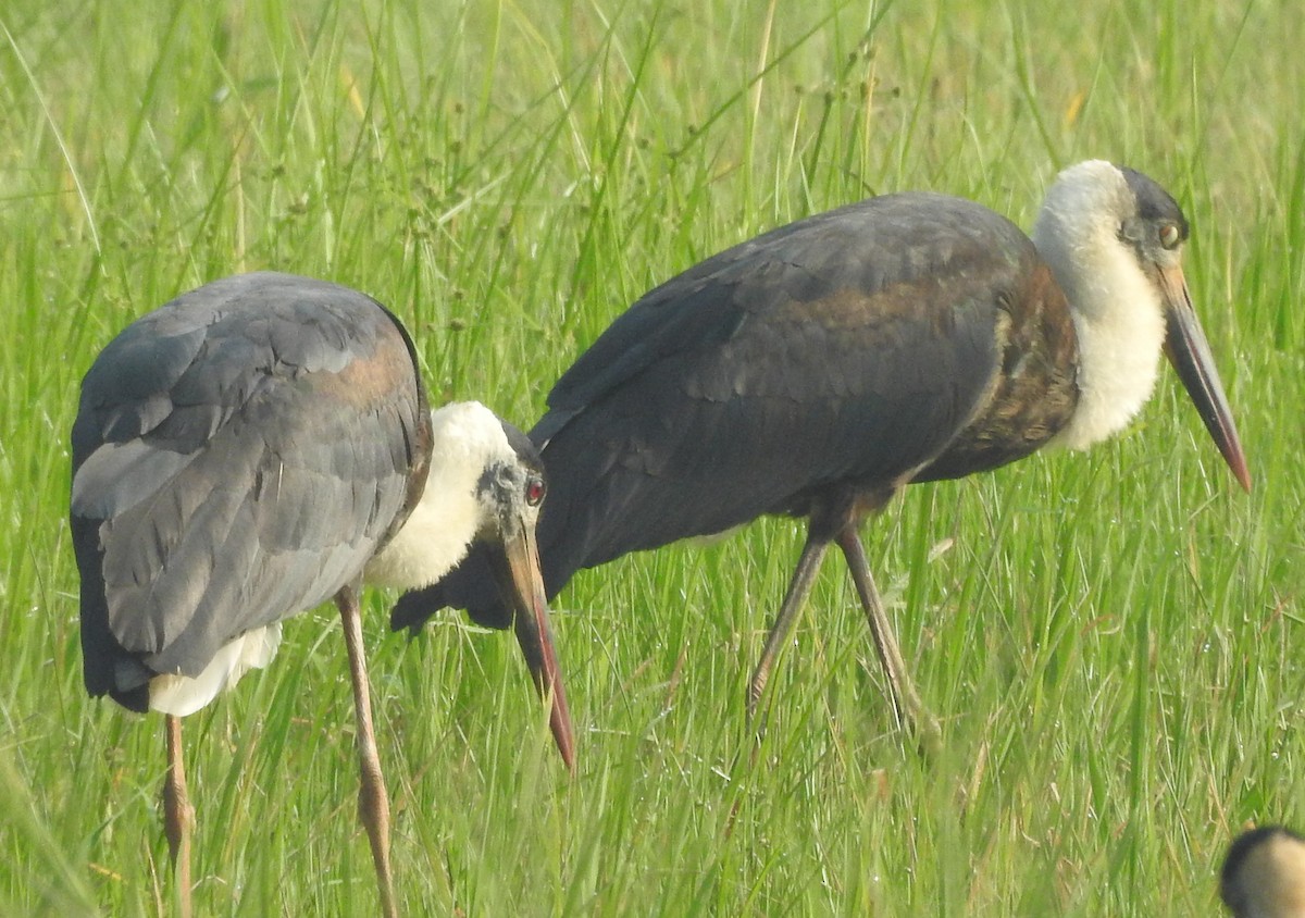 Asian Woolly-necked Stork - ML627757011