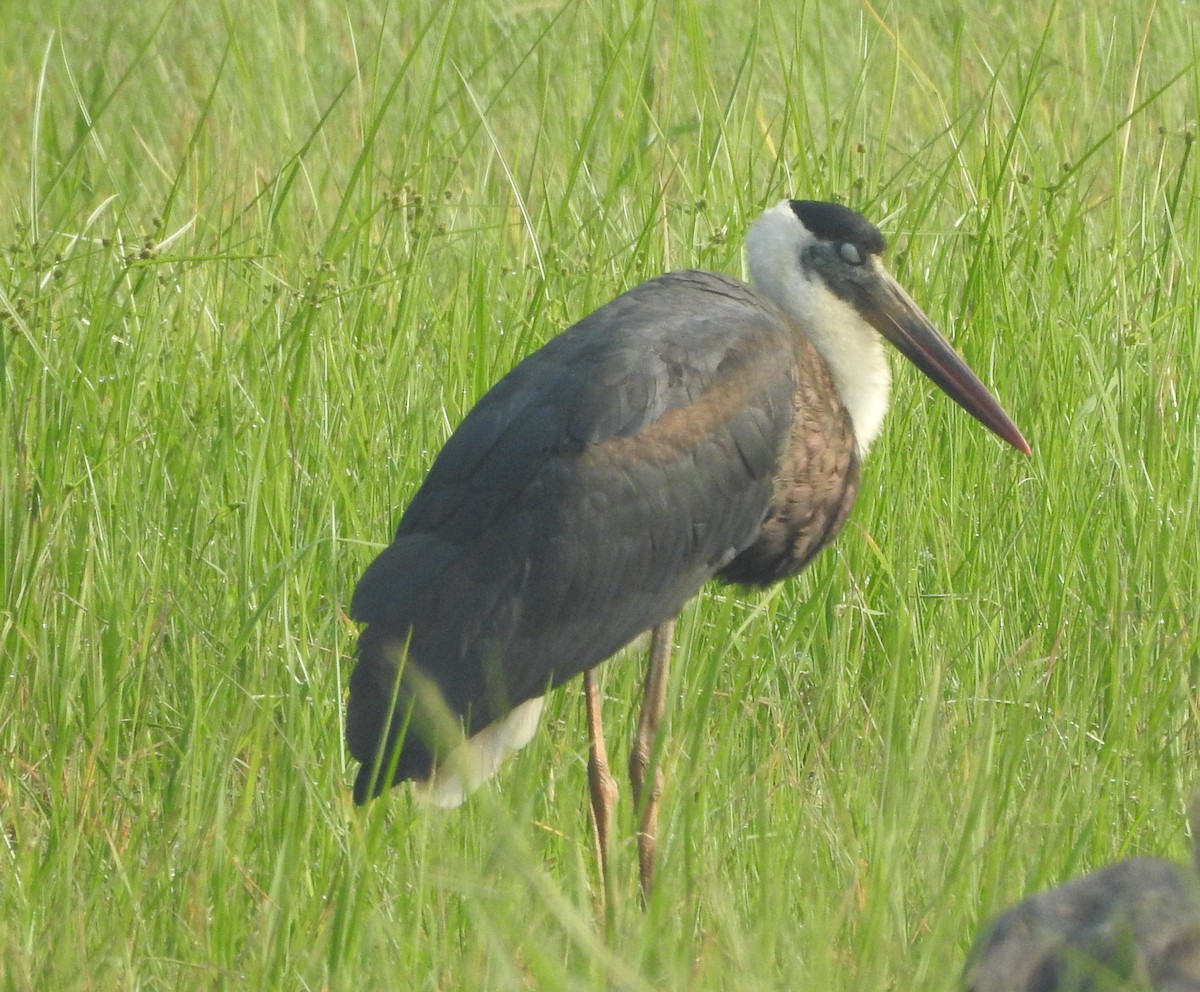 Asian Woolly-necked Stork - ML627757014