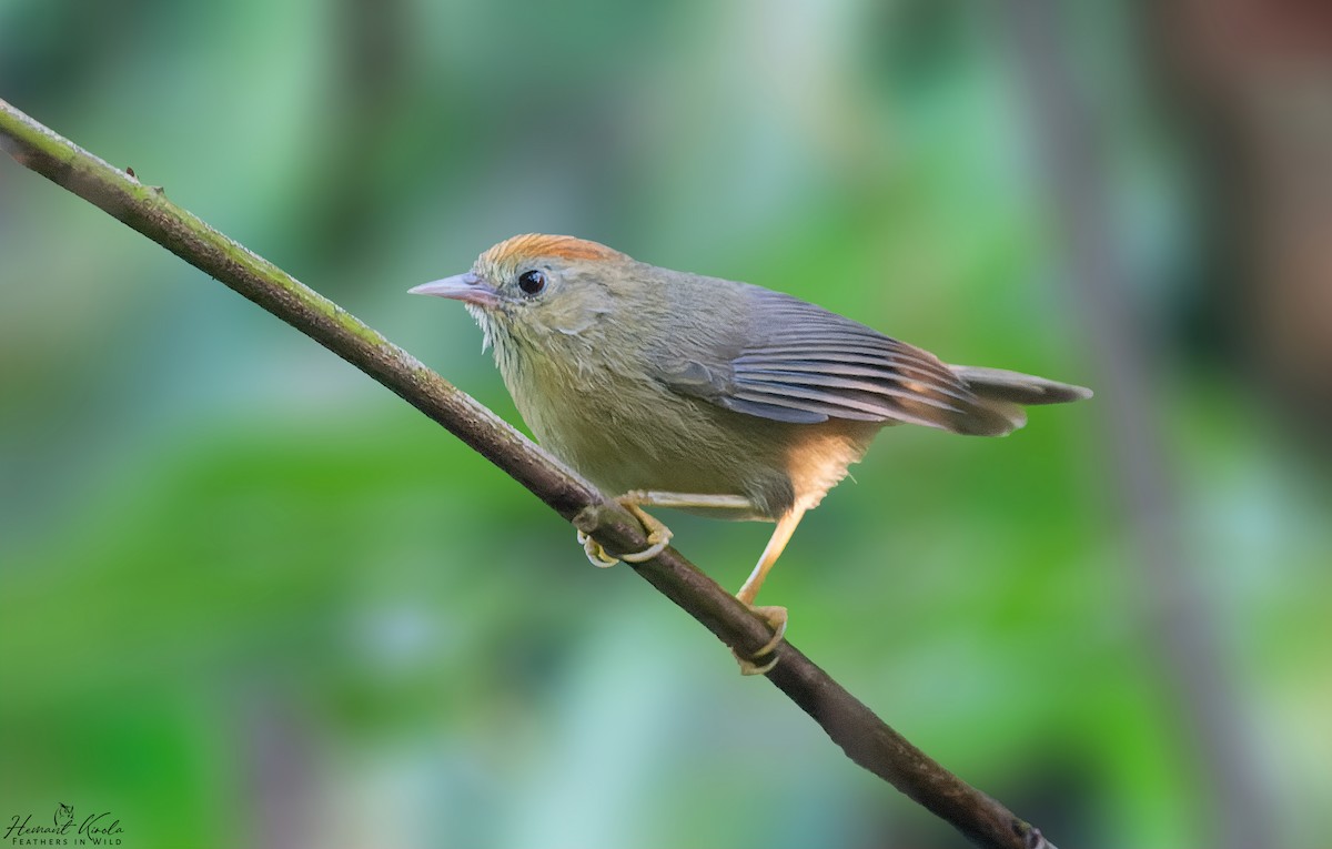 Rufous-fronted Babbler (Buff-chested) - ML627757188