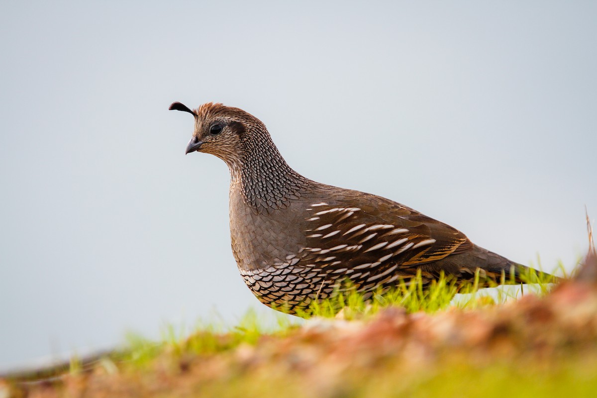 California Quail - ML627757194