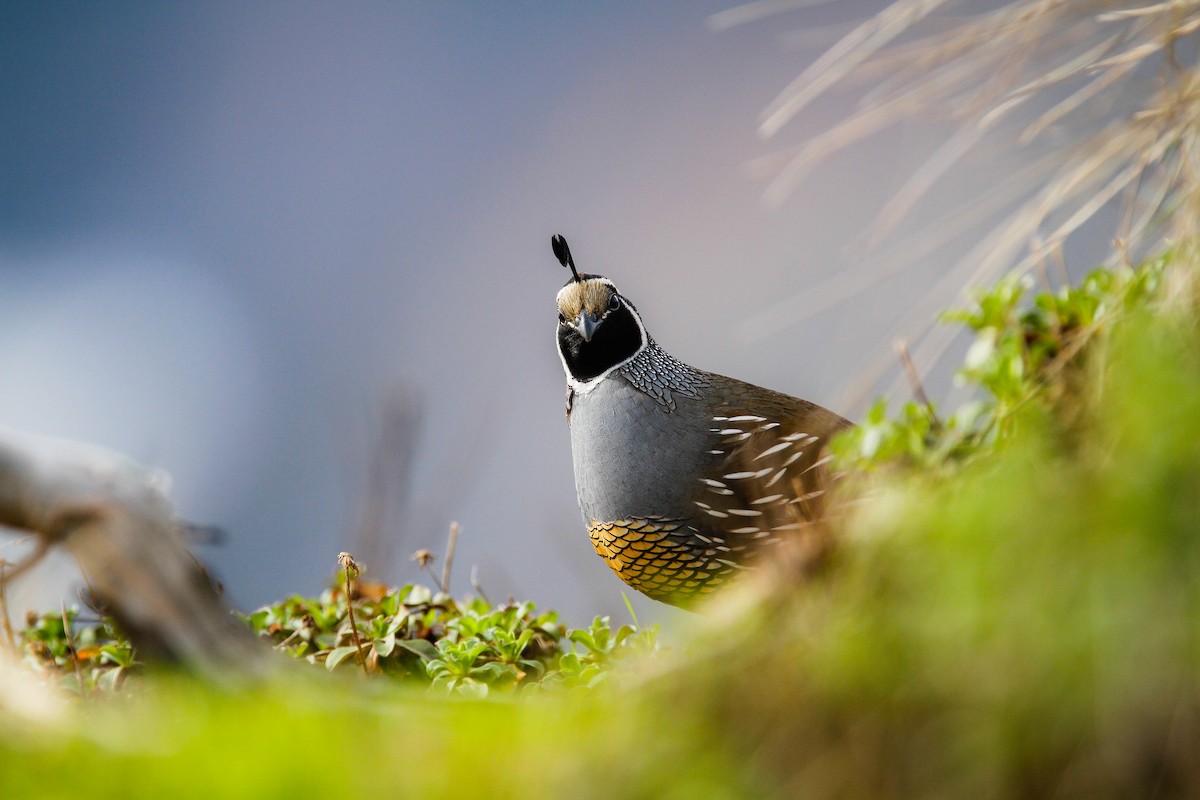 California Quail - ML627757196