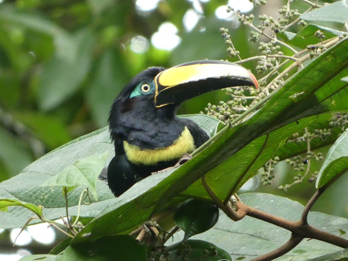 Many-banded Aracari - ML627757207