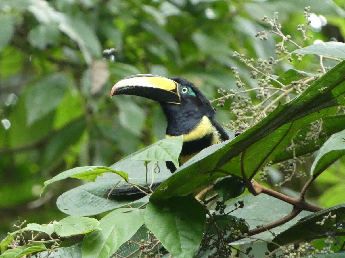 Many-banded Aracari - ML627757208