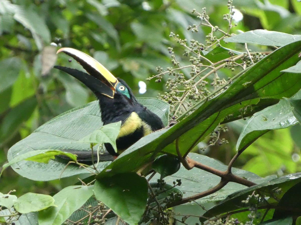 Many-banded Aracari - ML627757209