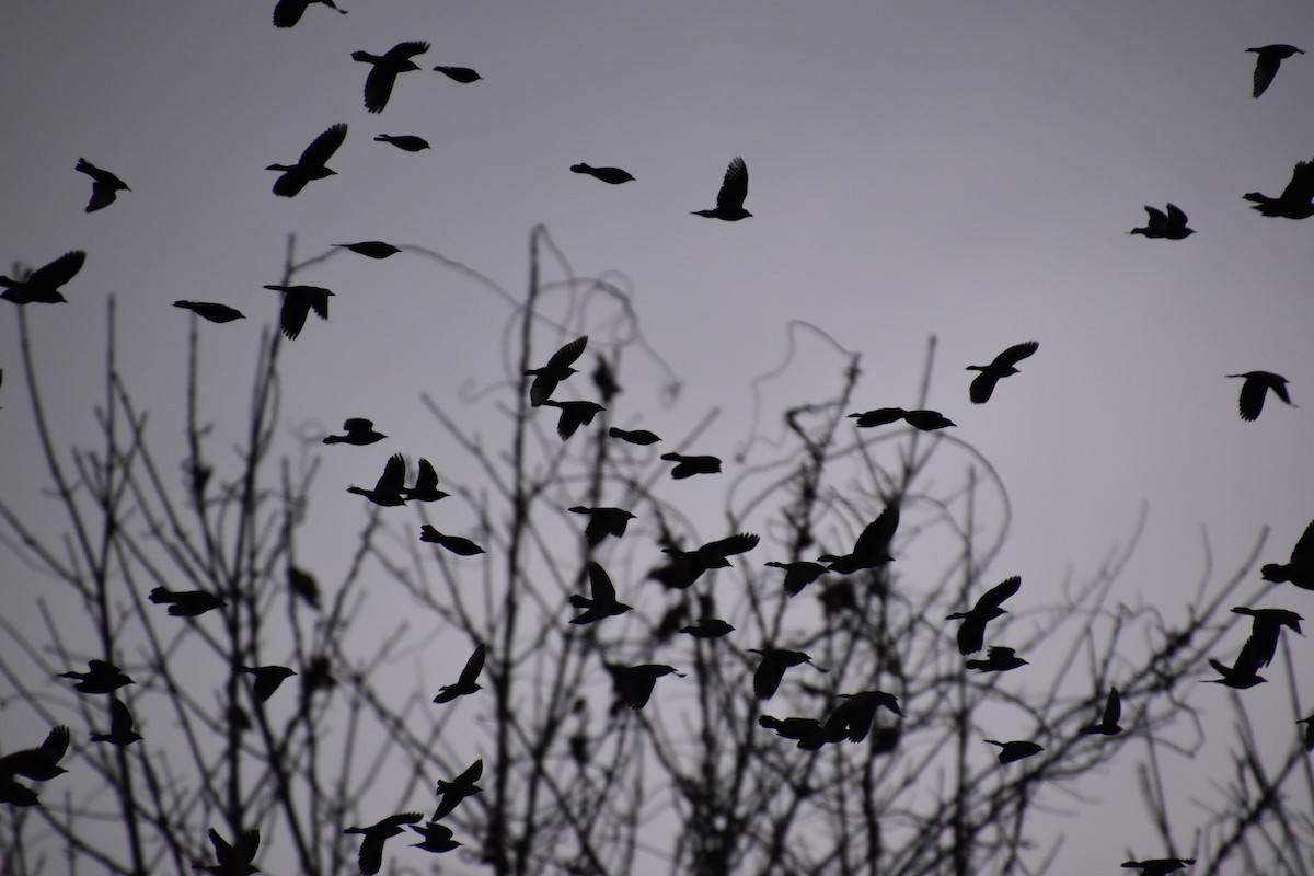 Common Grackle - ML627757232