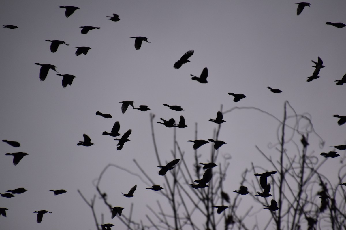 Common Grackle - ML627757233