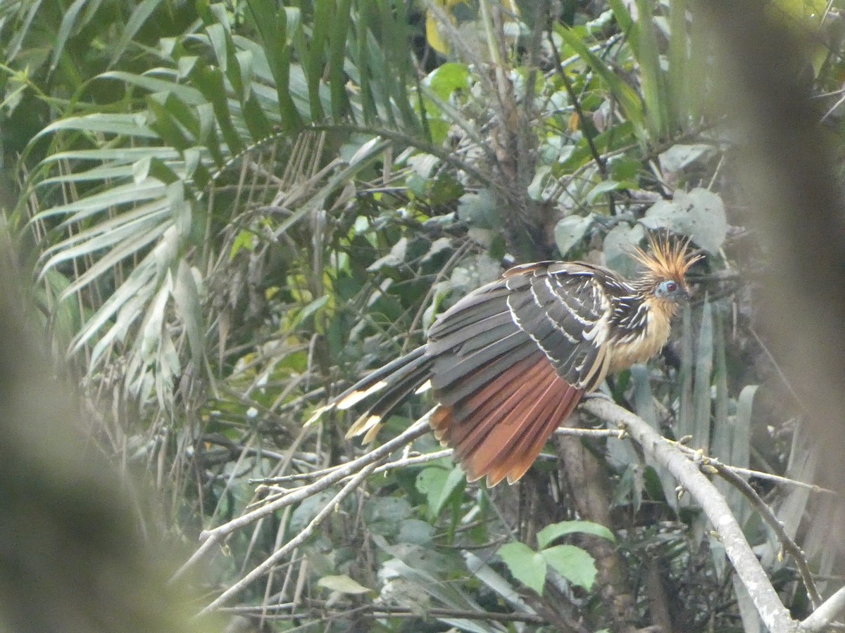 Hoatzin - ML627757264