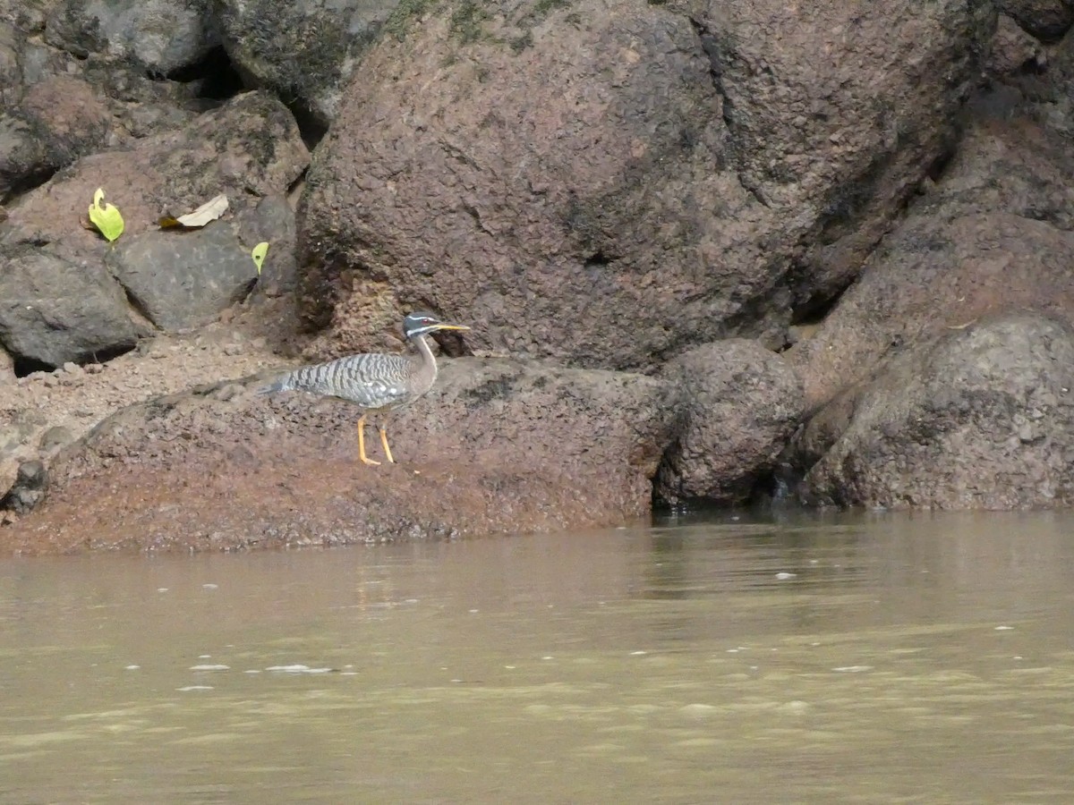 Sunbittern - ML627757294