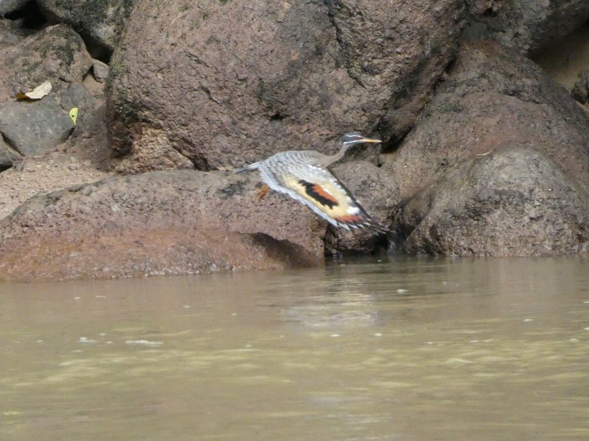 Sunbittern - ML627757296