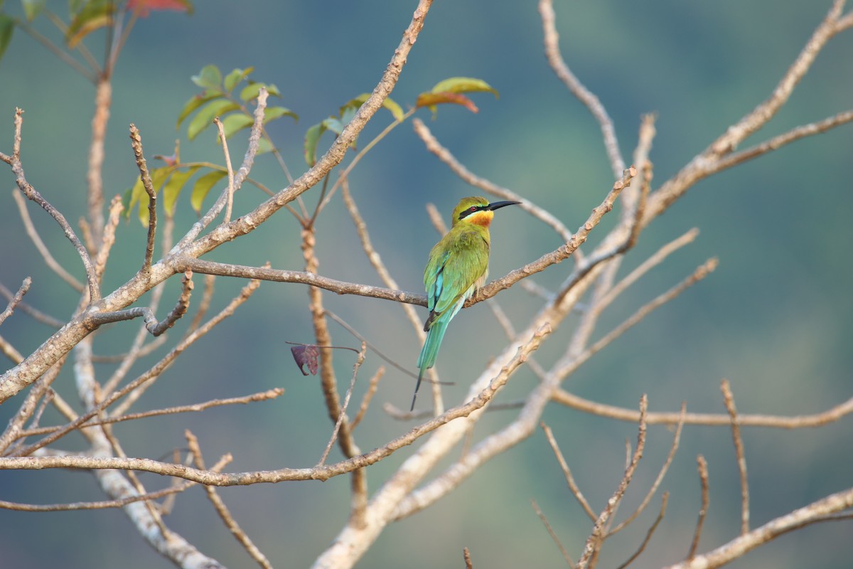 Blue-tailed Bee-eater - ML627757672
