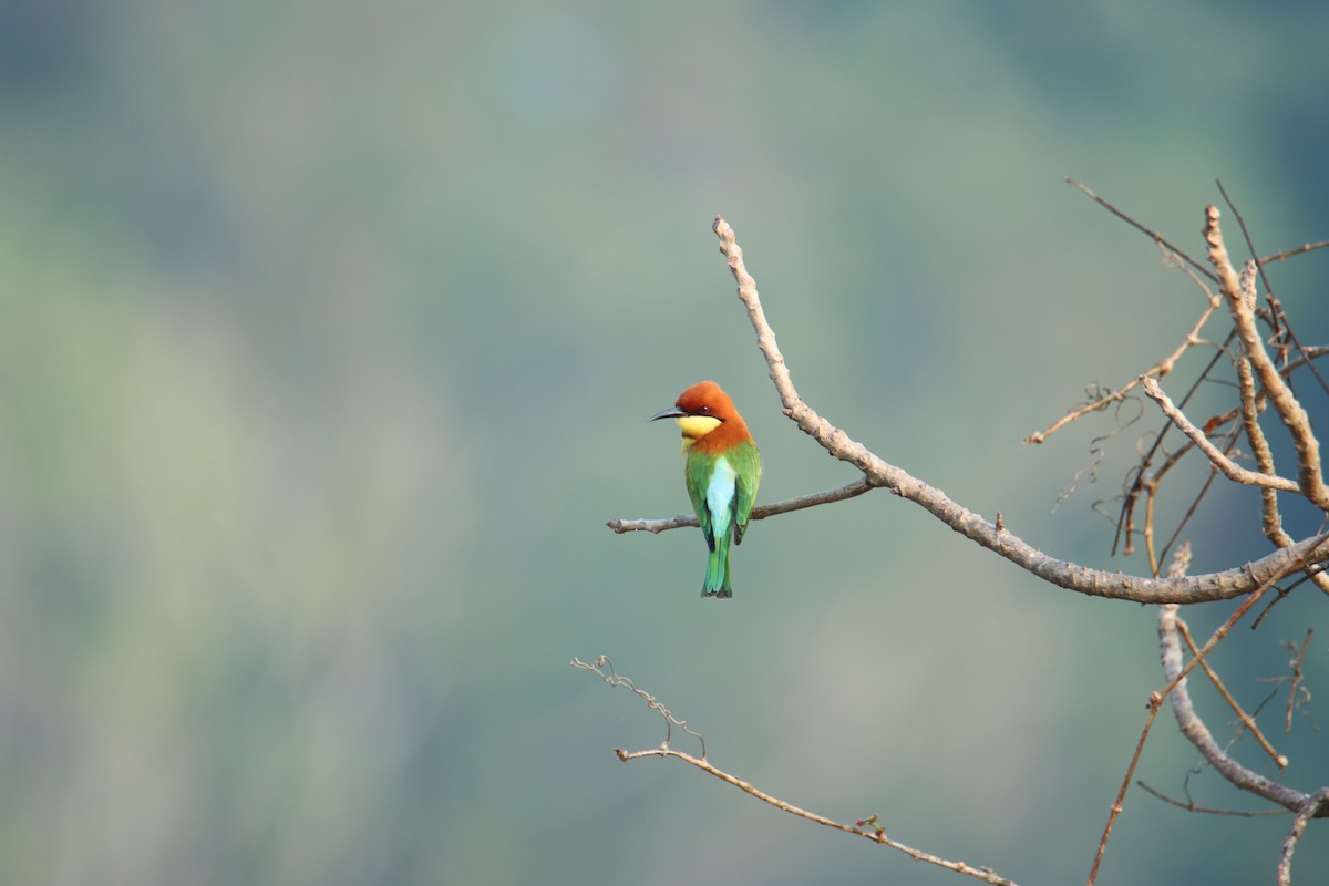Chestnut-headed Bee-eater - ML627757682