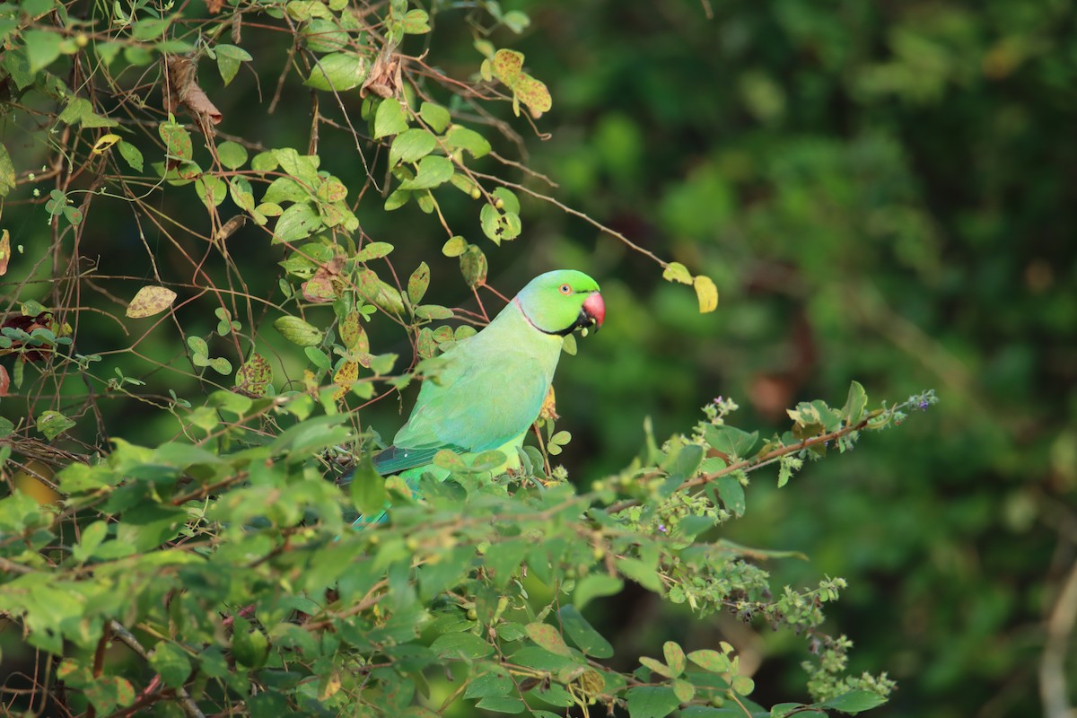 Rose-ringed Parakeet - ML627757687