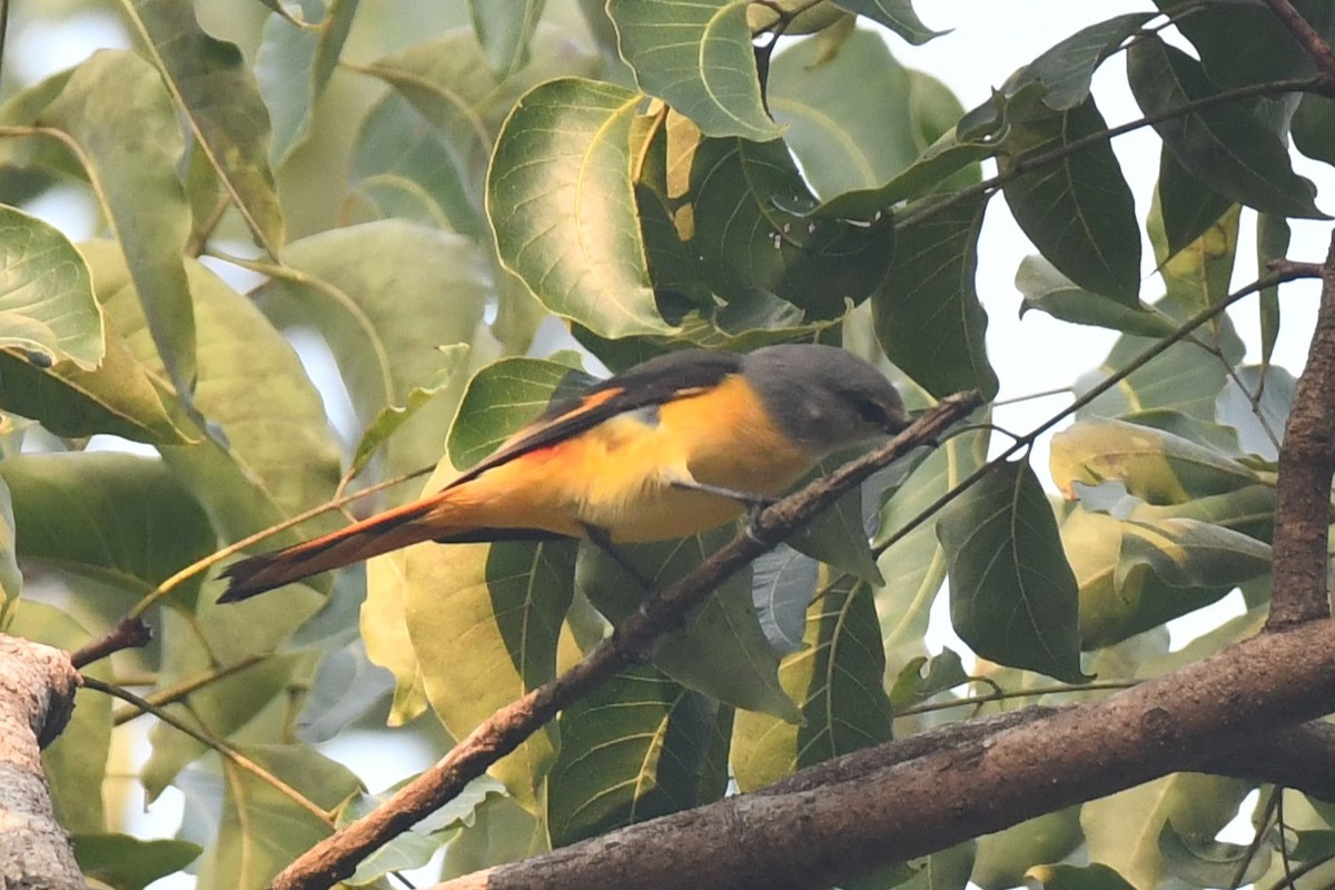 Small Minivet - ML627757715