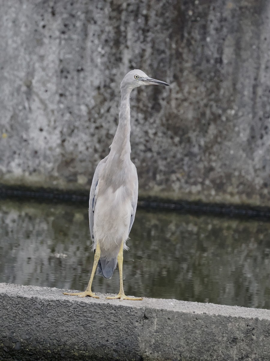 Aigrette à face blanche - ML627757894