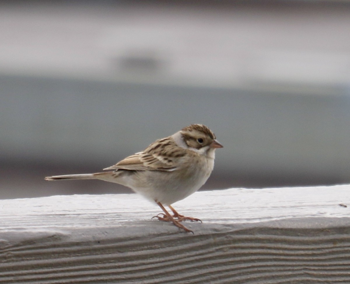 Clay-colored Sparrow - ML627757912