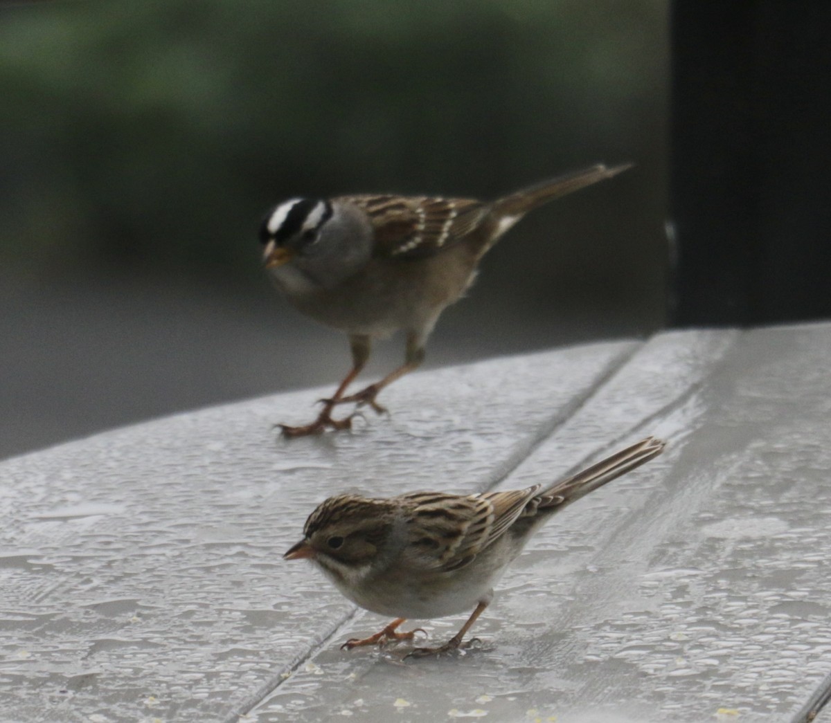 Clay-colored Sparrow - ML627757913