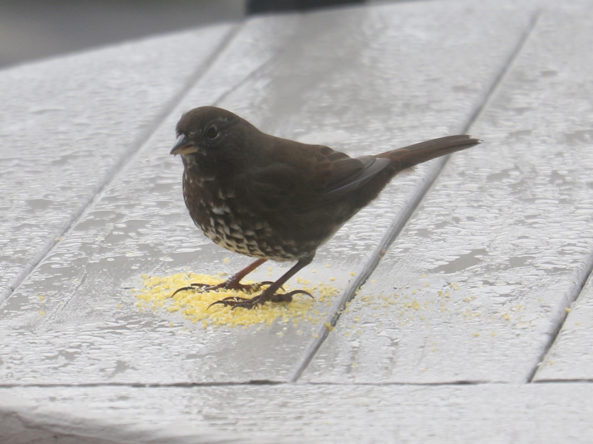 Fox Sparrow (Sooty) - ML627757918