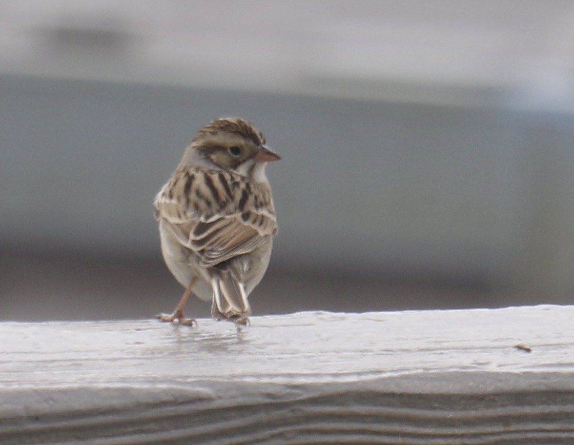 Clay-colored Sparrow - ML627757924