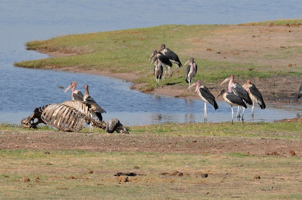 Marabou Stork - ML627757944