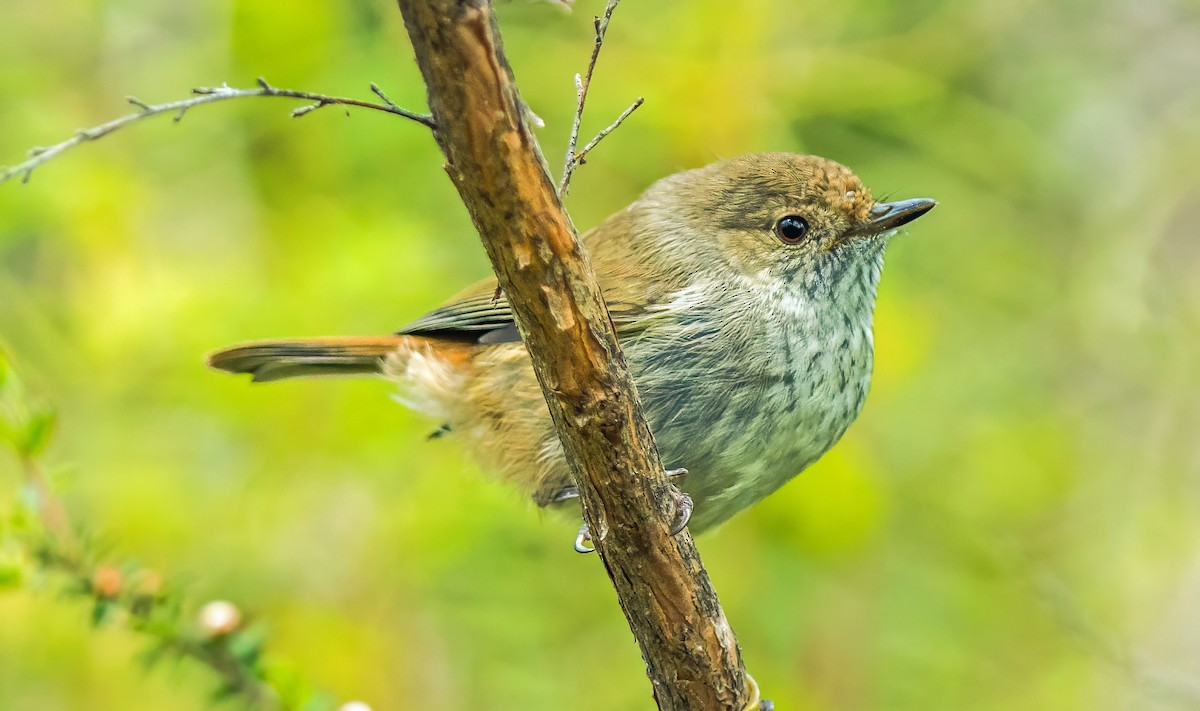 Tasmanian Thornbill - ML627757945