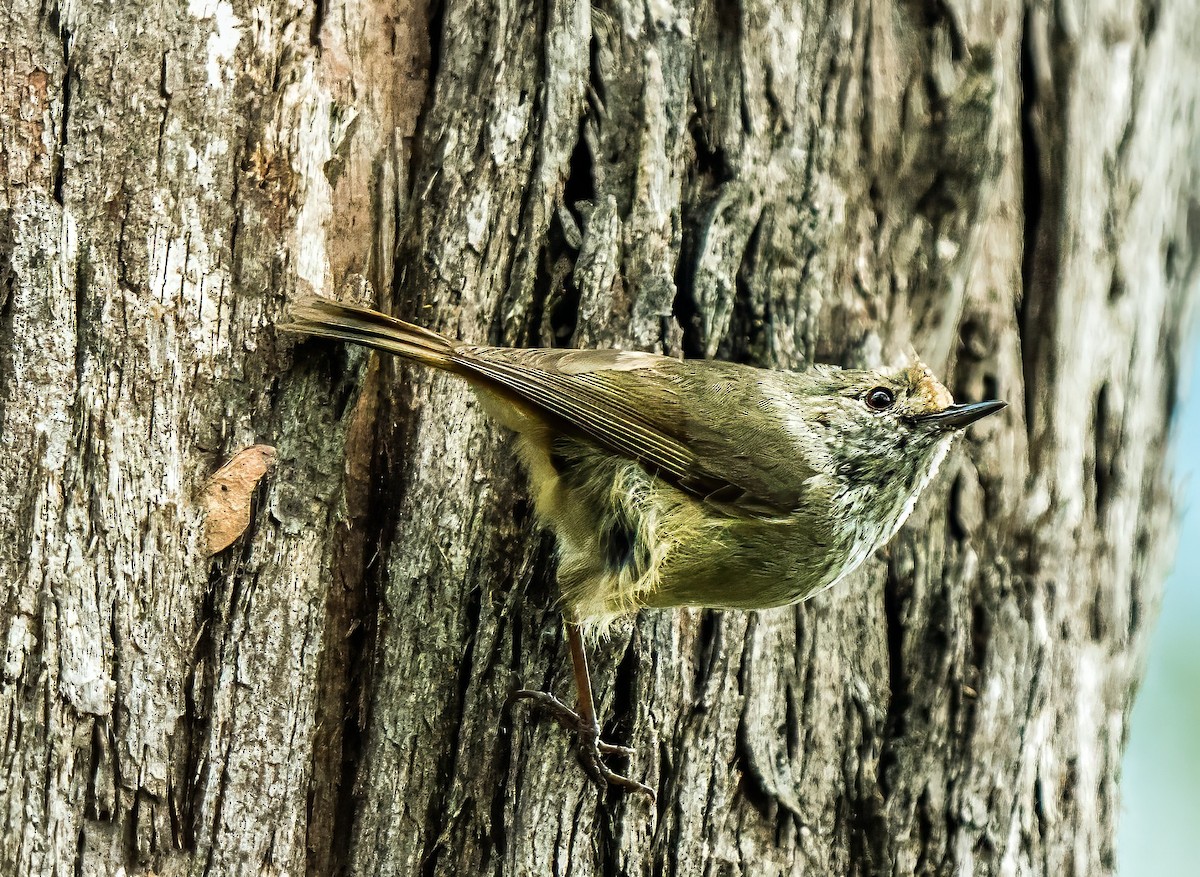 Tasmanian Thornbill - ML627757946