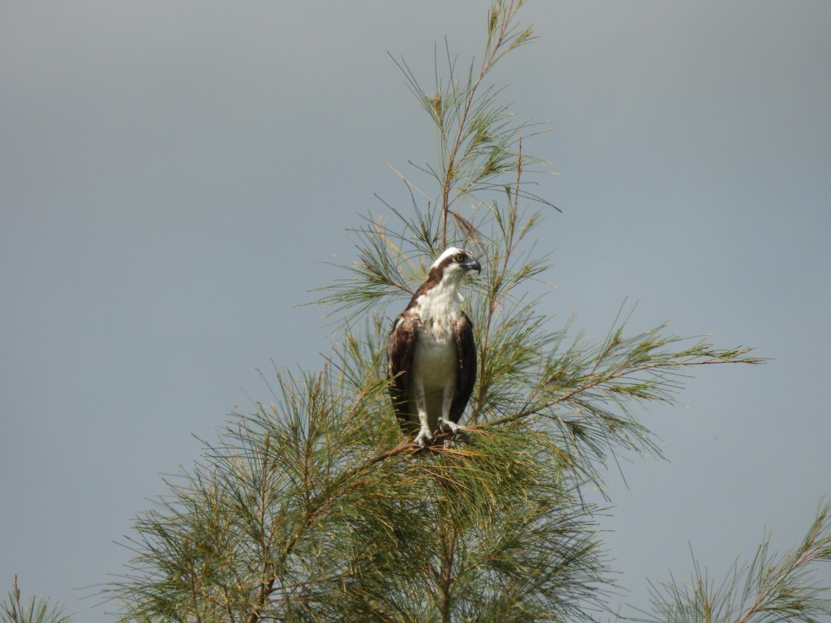 Osprey - ML627757965