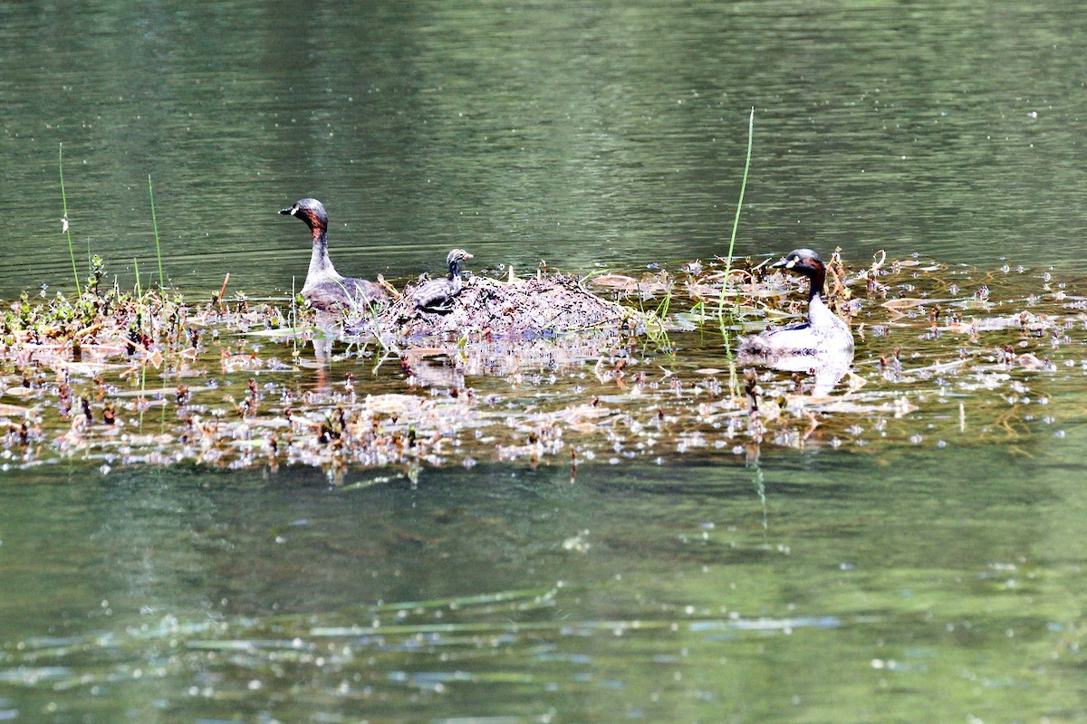 Australasian Grebe - ML627757967