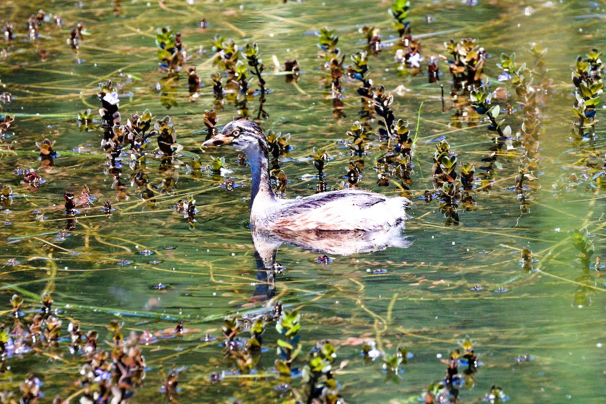 Australasian Grebe - ML627757968