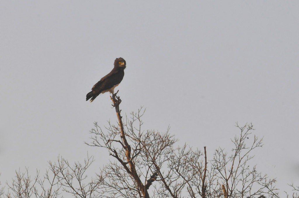 Brown Snake-Eagle - ML627758040