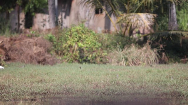 Gray-headed Lapwing - ML627758055