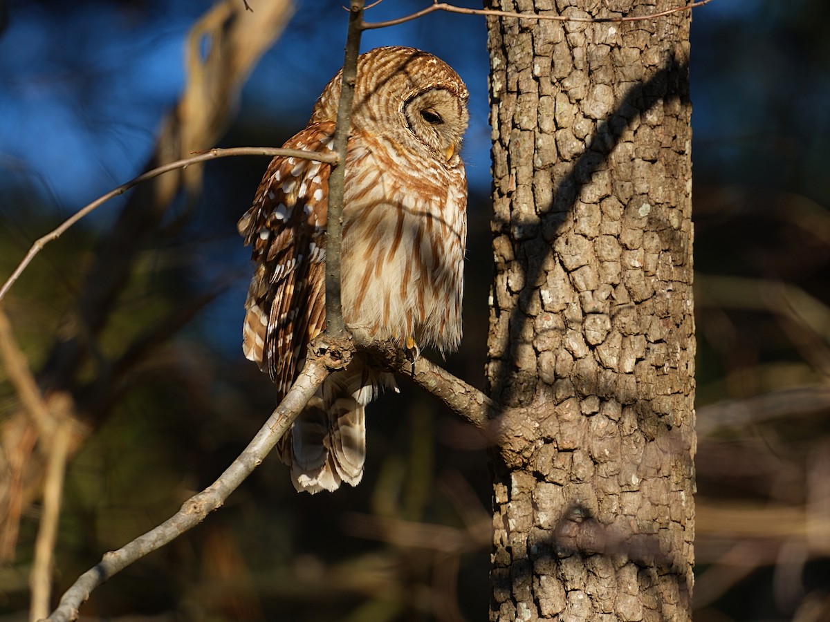 Barred Owl - ML627758057